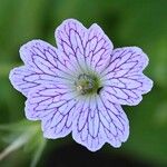 Geranium versicolor Kwiat