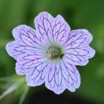 Geranium versicolor പുഷ്പം