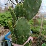 Opuntia stricta Leaf