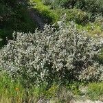Salix helvetica Levél