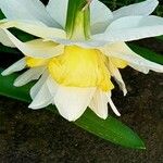 Narcissus tazetta Цвят