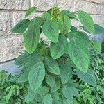 Desmodium intortum Blatt
