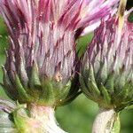 Cirsium rivulare Blomma