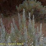 Artemisia gorgonum кора