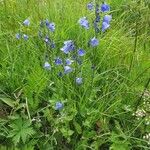 Campanula rhomboidalis Habitus