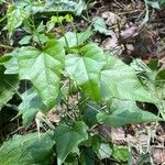 Cocculus carolinus Blad