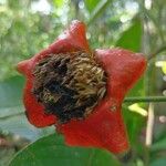 Psychotria poeppigiana Цвят