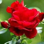 Rosa cinnamomea Çiçek