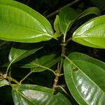 Miconia cooperi Leaf