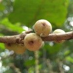 Ficus hookeriana Fruit