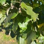 Tilia × europaeaFrunză