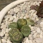 Lithops spp. 葉