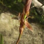 Bulbophyllum schinzianum Flower