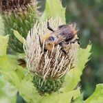 Cirsium oleraceum Bloem