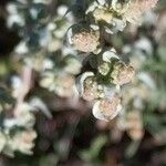 Atriplex glauca Fiore