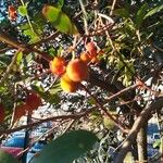 Arbutus unedo Плід