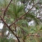 Pinus peuce Feuille