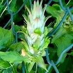 Acanthus hungaricus Flower