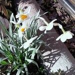 Narcissus poeticus Fula