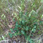 Matelea biflora Hábito