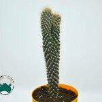 Cylindropuntia fulgida Folha