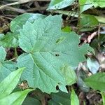 Viburnum acerifolium Blatt