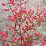 Combretum coccineum Blodyn