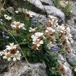 Potentilla clusiana Blomst