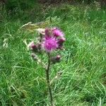 Cirsium palustreപുഷ്പം