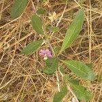 Lycium barbarum Flower