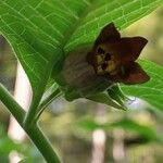 Atropa bella-donnaFlor