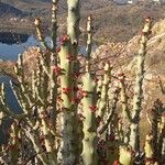 Euphorbia caducifolia Corteza
