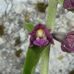 Epipactis atrorubens Квітка