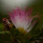 Calliandra surinamensis花