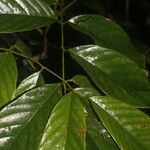 Machaerium floribundum Hoja