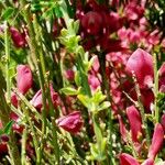 Chamaecytisus purpureus Leaf