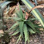 Aloe melanacantha برگ