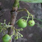 Multidentia crassa Frukto
