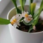 Oncidium baueri 花