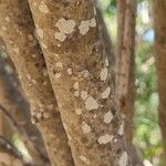 Convolvulus floridus Bark