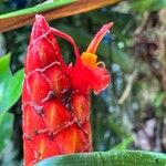 Costus pulverulentus Fleur