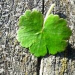 Hydrocotyle ranunculoides Лист