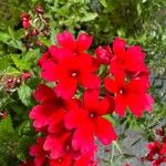 Verbena peruviana Flower