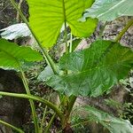 Alocasia macrorrhizosFolha