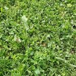 Rumex spinosusFolio