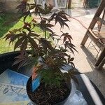 Acer palmatumLeaf