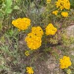 Eriophyllum confertiflorum Квітка