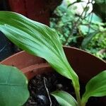 Curcuma aeruginosa Leaf