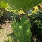 Colocasia gigantea Leaf