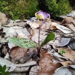 Erythronium dens-canis Habitus